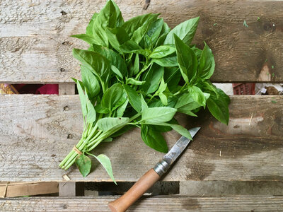 Basilic vert botte