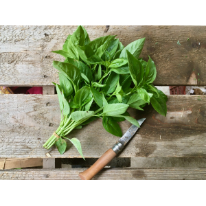Basilic vert botte