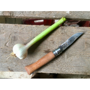 Tête d'ail fraiche