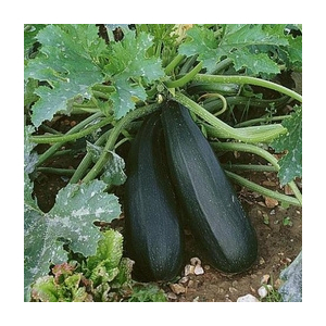 Courgette