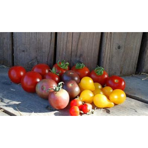 Tomate cerise cocktail