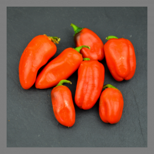 Mini-poivron arwen (rouges)