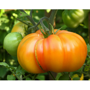 Tomate cœur de bœuf ananas