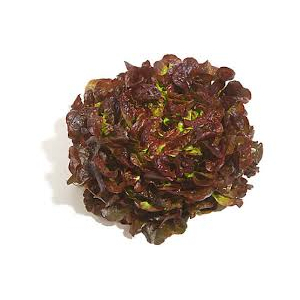 Salade feuille de chêne rouge bio