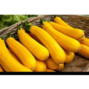 Courgettes jaunes, moyennes, plein champ