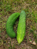 Concombre