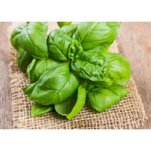 Basilic