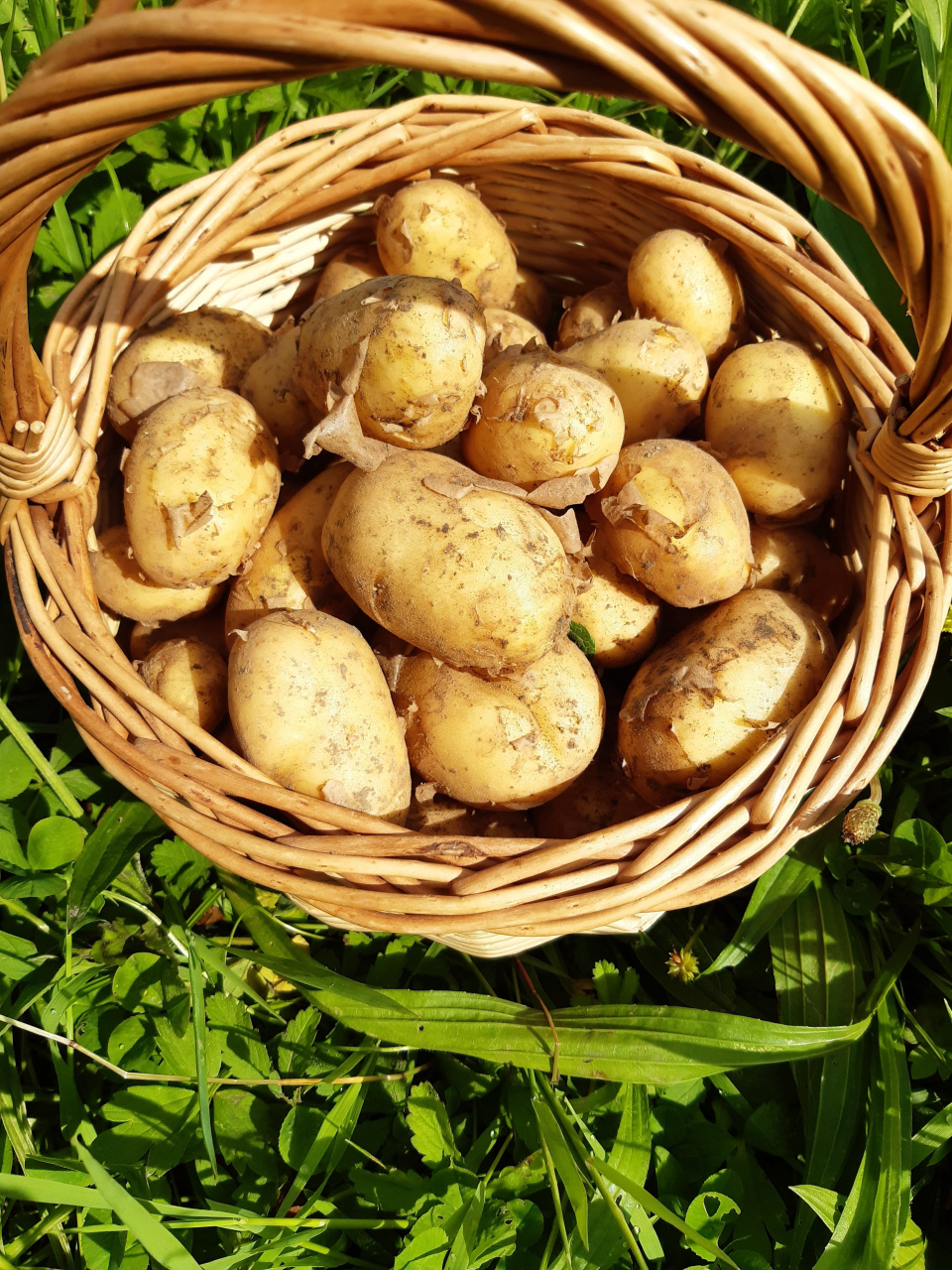 Pommes de terre bio allians 1kg 1 kg La Ferme De Neuvelle Locavor.fr — free download