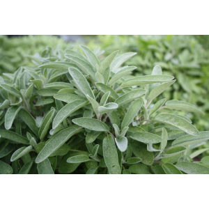 Sauge officinale