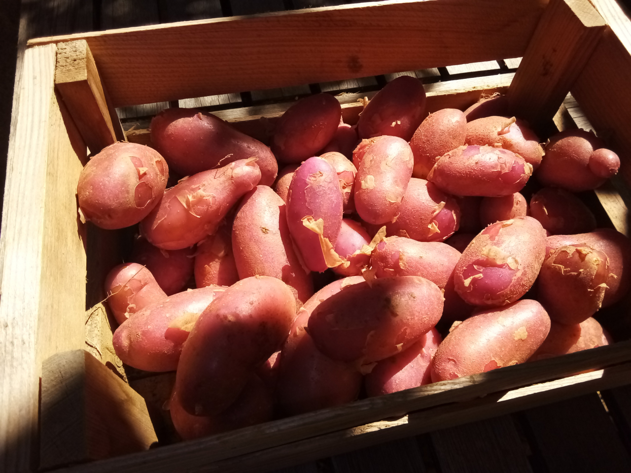 Pomme De Terre Nouvelle Vari T Cheyenne G Les Jardins De Cocagne Du Nord Dr Me