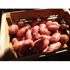 Pomme de terre nouvelle variété 'cheyenne'