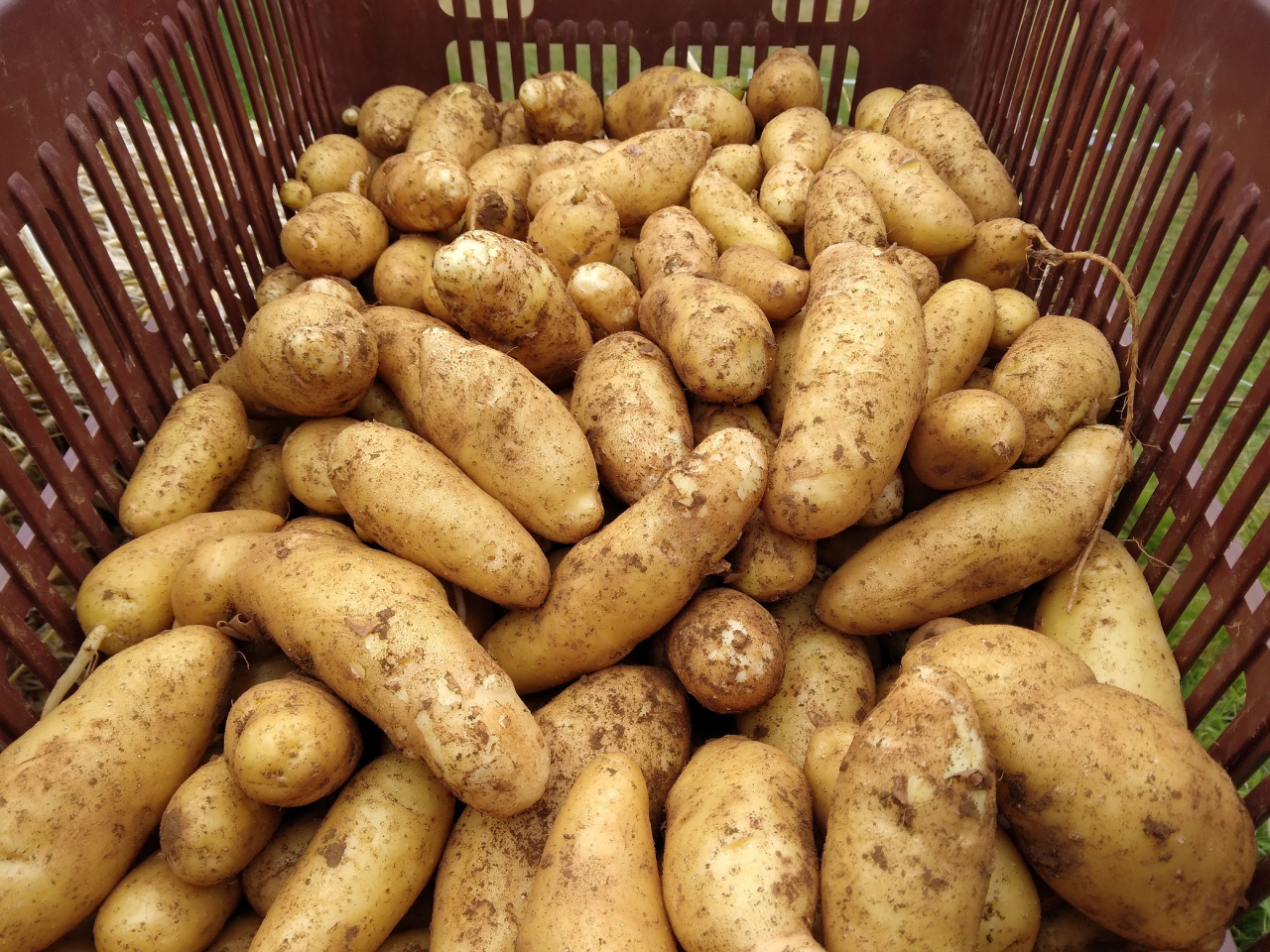 Pomme de terre ratte - 1 kg - Le Sentier Du Goût - Locavor.fr