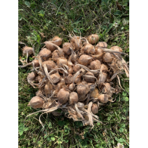 20 bulbes de safran (diamètre <6cm)