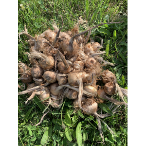 30 bulbes de safran (diamètre >10cm)