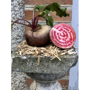 Betterave chioggia