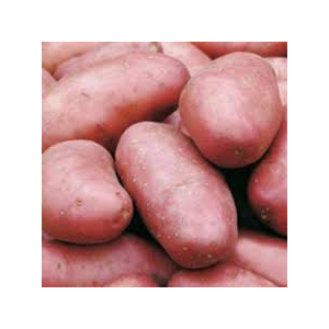 Pdt variété désiré bio