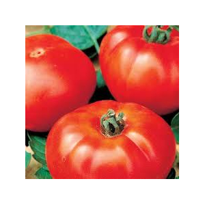 Tomate marmande bio