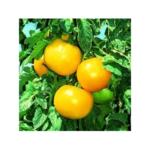 Tomate ronde jaune bio