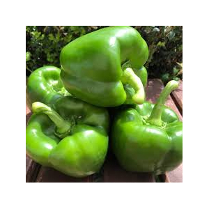 Poivron vert bio