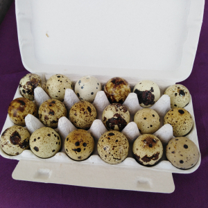 Oeuf de caille