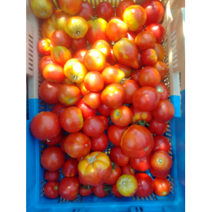Tomates bio variétés anciennes - 1kg