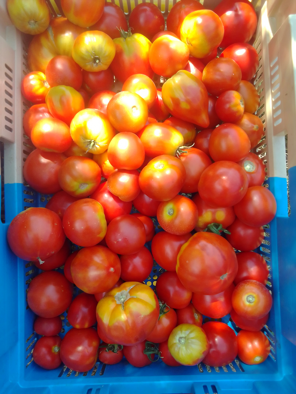 Tomates bio variétés anciennes - 1kg - 1 kg - Les Jardins Du Milan ...