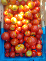 Tomates bio variétés anciennes - 0.5kg