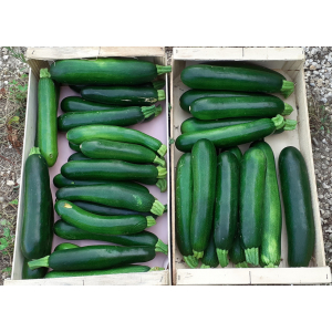 Courgettes bio déclassées gros calibre