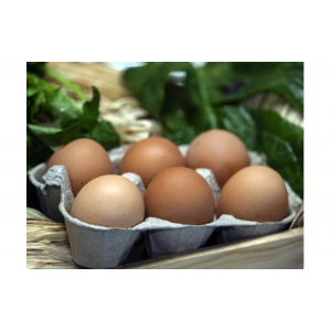 Oeufs bio
