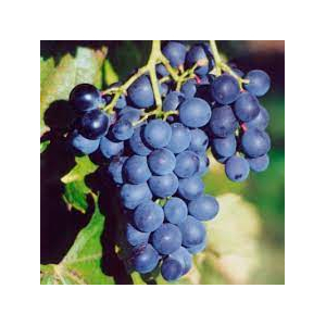 Raisin muscat bleu