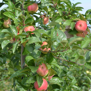 Pomme delbard festival