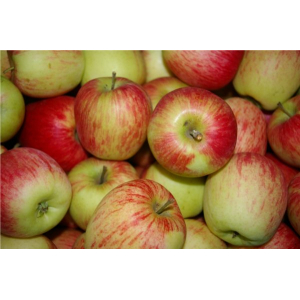 Pomme delbard estival
