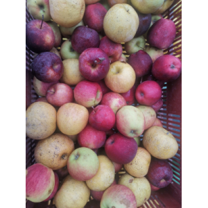 Lot 10kg pommes anti gaspi