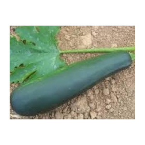 Courgette a farcir