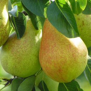 Poire guyot bio