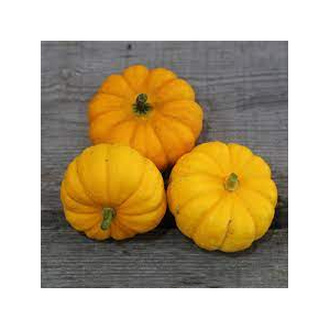 Courge jack be little bio