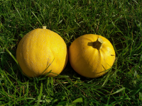 Melonnette jaspée de vendée 1kg (+/- 200gr)