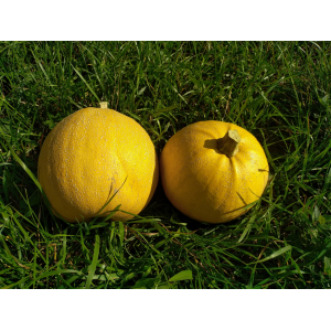 Melonnette jaspée de vendée 1kg (+/- 200gr)