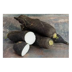 Radis noire long bio