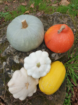 Panier hiver courges bio