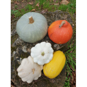 Panier hiver courges bio