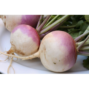 Navet globe à collet violet