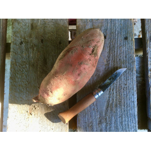 Patate douce