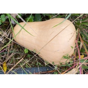 Courge butternut