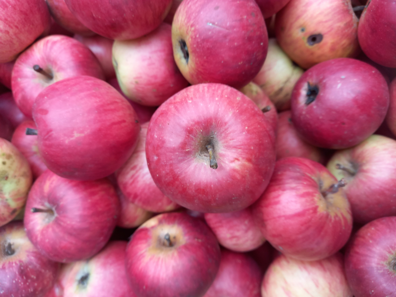 Pomme petite merveille - 1 kg - Vincent Mialet / La Ferme De