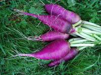 Radis violet bio