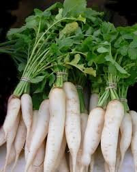Radis blanc daikon botte
