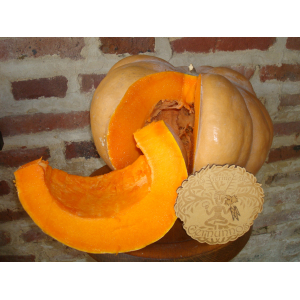 Courge musquée de provence