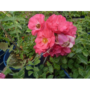 Rosier buisson emera