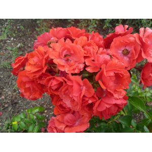 Rosier buisson kadora